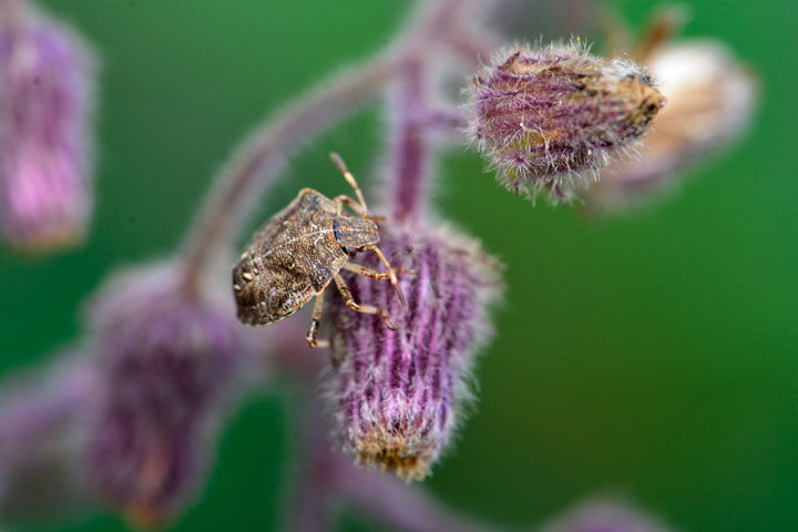 ワチワントゲカメムシ幼虫
