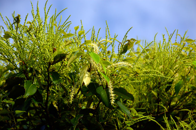スダジイ花と蕾