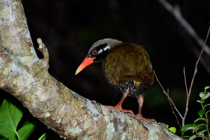 ヤンバルクイナ