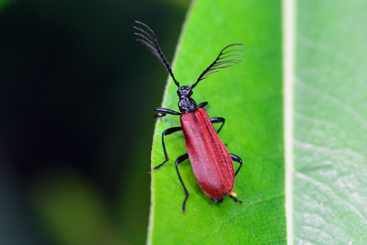 アカハネムシの一種