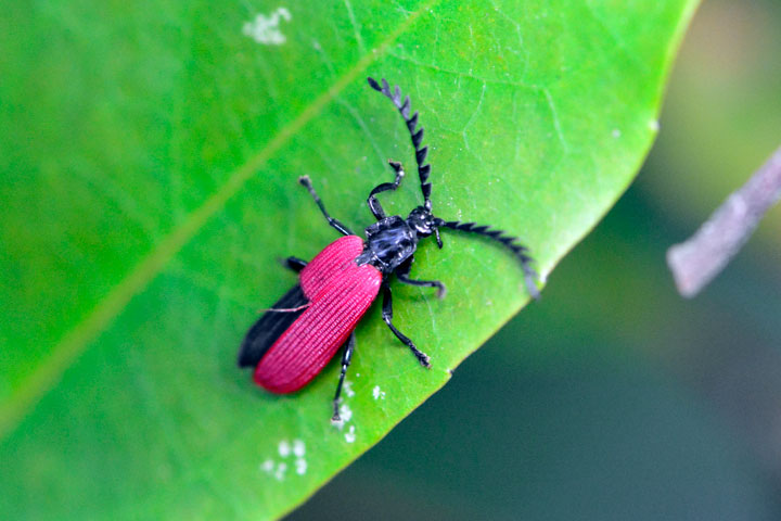 オオシマカクムネベニボタル