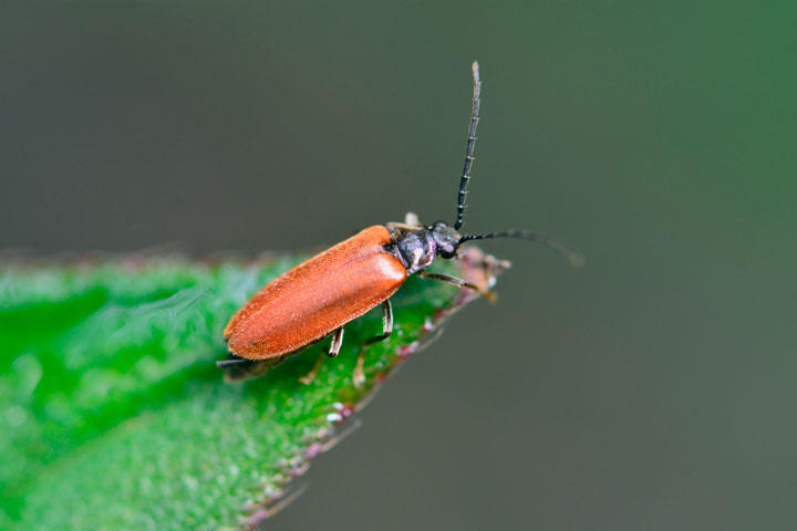 オキナワアカミナミボタル