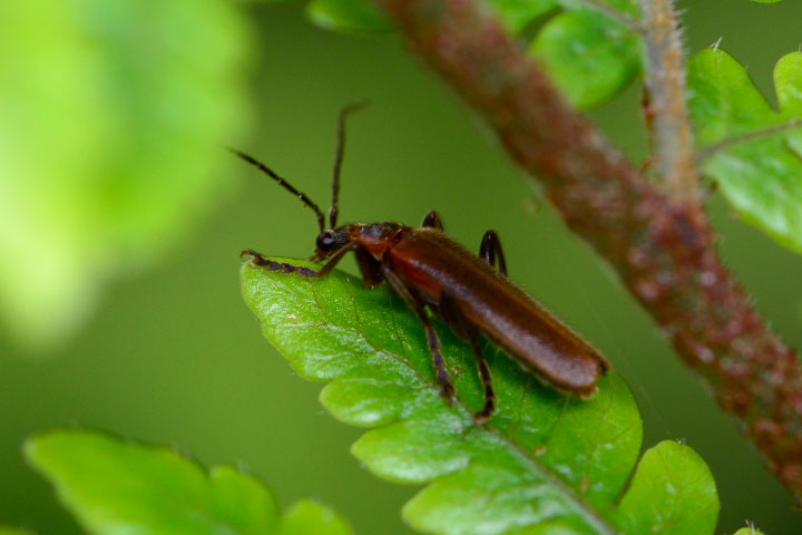 ジョウカイボンの一種