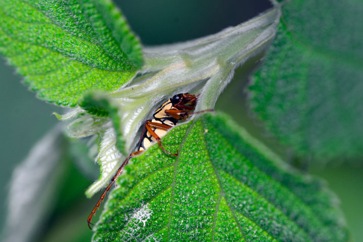 オキナワトラフハナムグリ褐色型雄