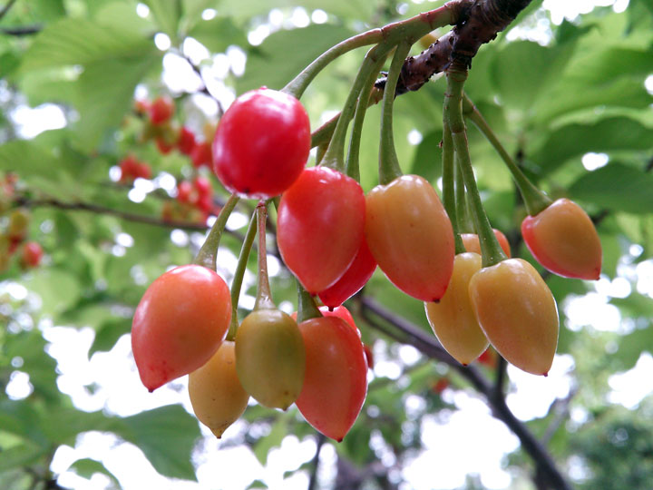 カンヒザクラ実