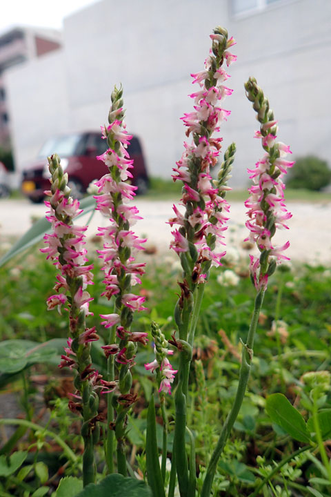 ナンゴクネジバナ