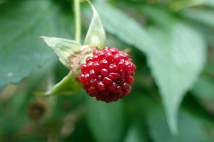 リュウキュウバライチゴ