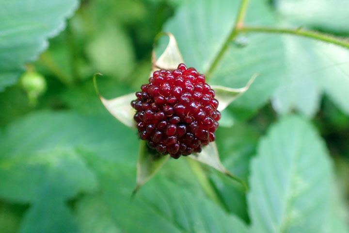 リュウキュウバライチゴ