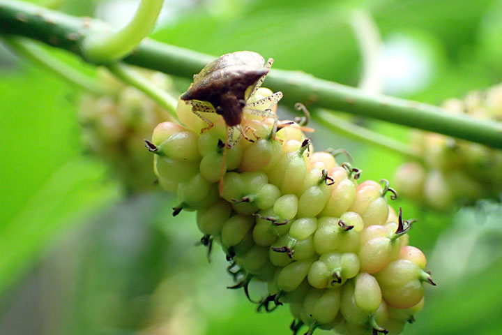 シマグワの実とタイワントゲカメムシ