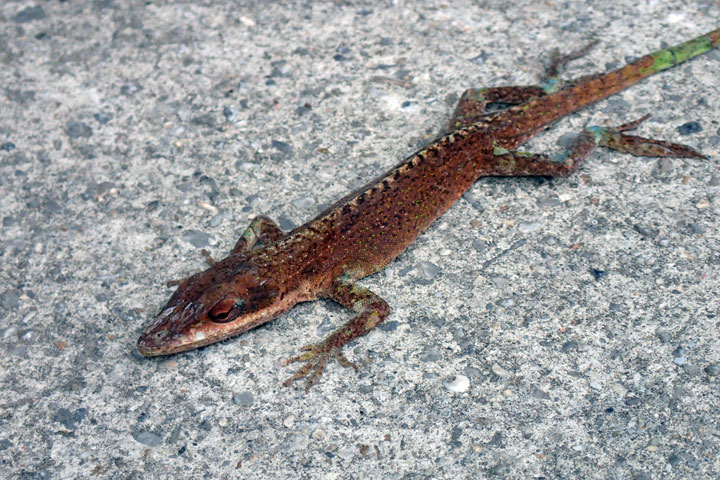 グリーンアノール