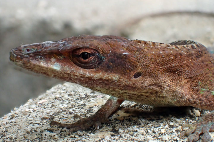 グリーンアノール