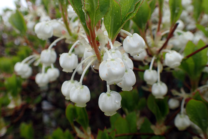 ドウダンツツジ