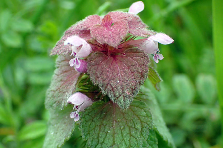 ヒメオドリコソウ