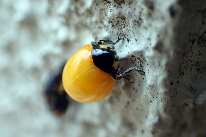 ナナホシテントウ羽化