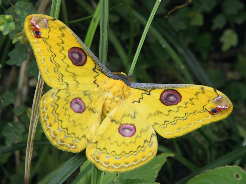 ハグルマヤママユ