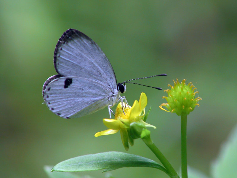 リュウキュウウラボシシジミ