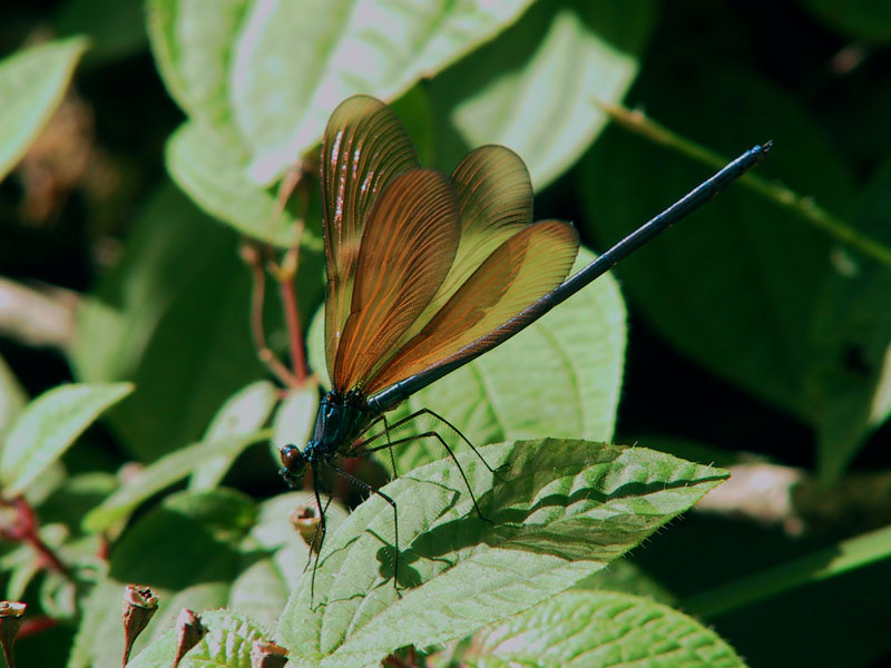 リュウキュウハグロトンボ