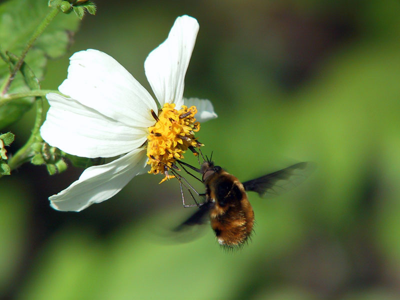 ビロードツリアブ