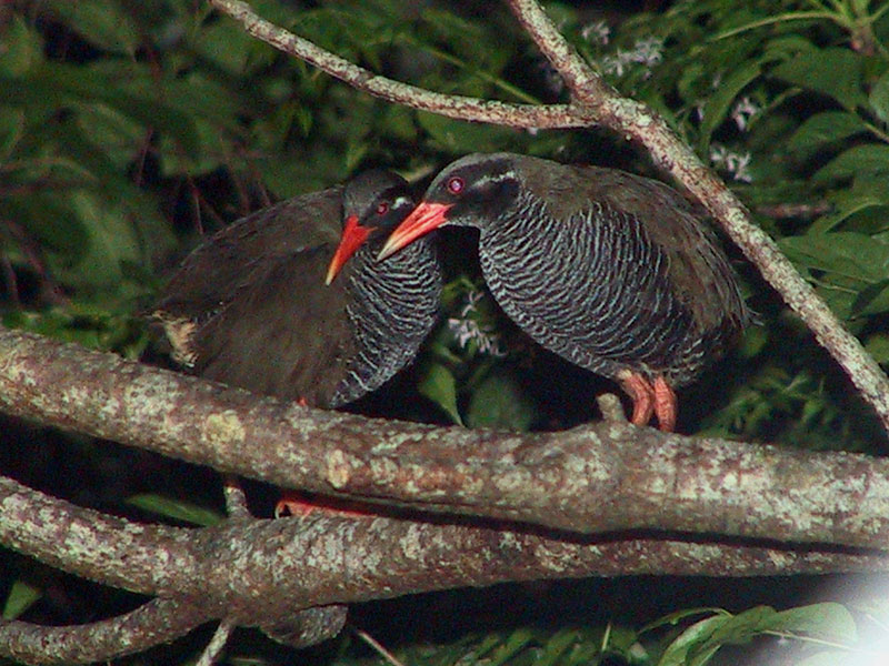 ヤンバルクイナ