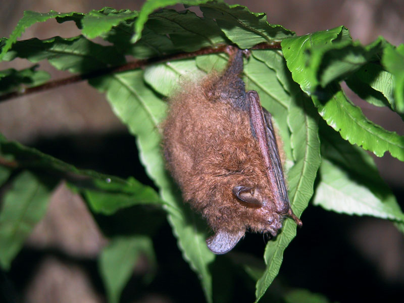 リュウキュウテングコウモリ