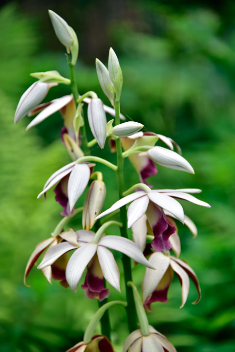 カクチョウラン