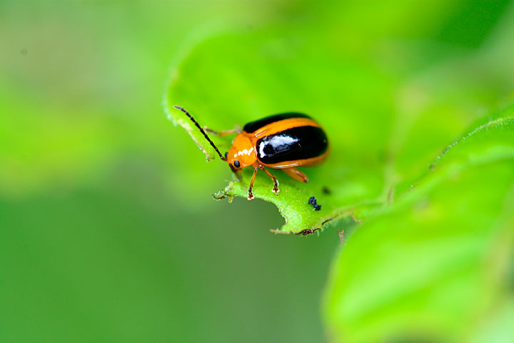 キベリノミハムシ