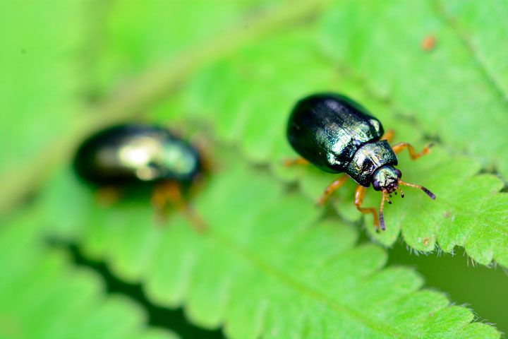 タイワンハムシ