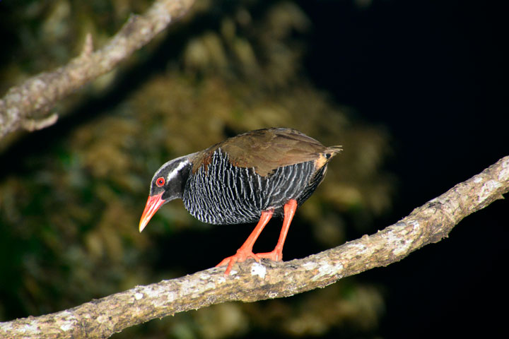 ヤンバルクイナ