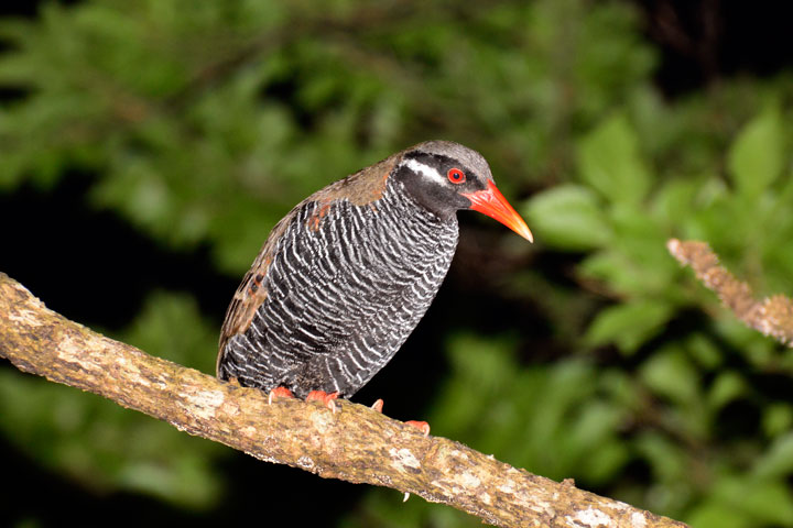 ヤンバルクイナ