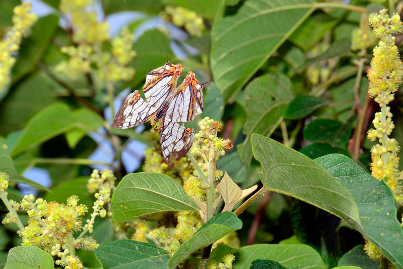 イシガケチョウ