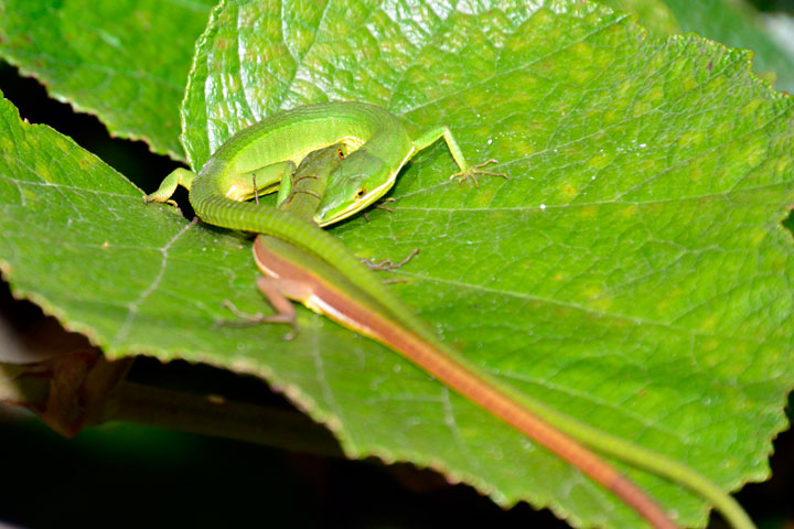 アオカナヘビ求愛行動