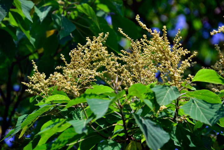 アカメガシワ雄花