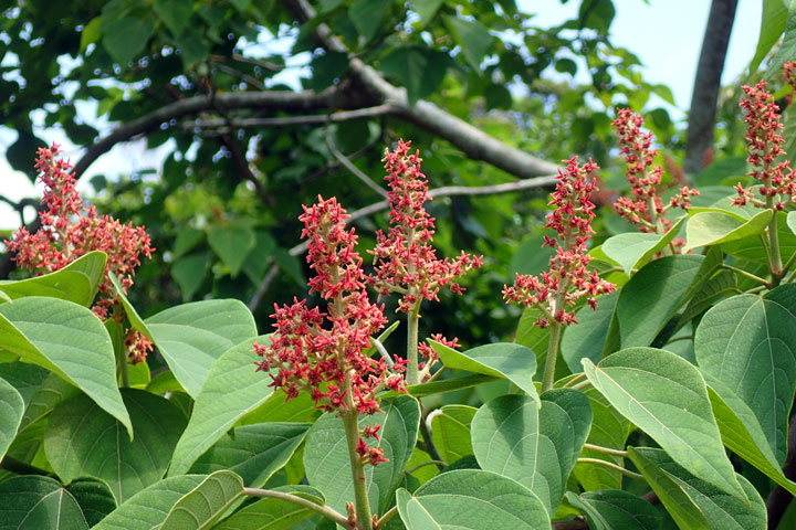 アカメガシワ雌花