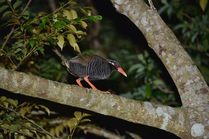 ヤンバルクイナ