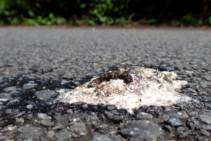 ヤンバルクイナ糞