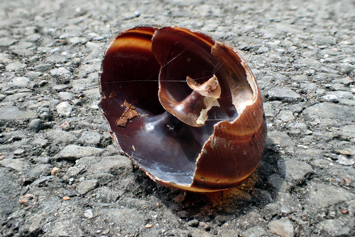 ヤンバルマイマイ食痕