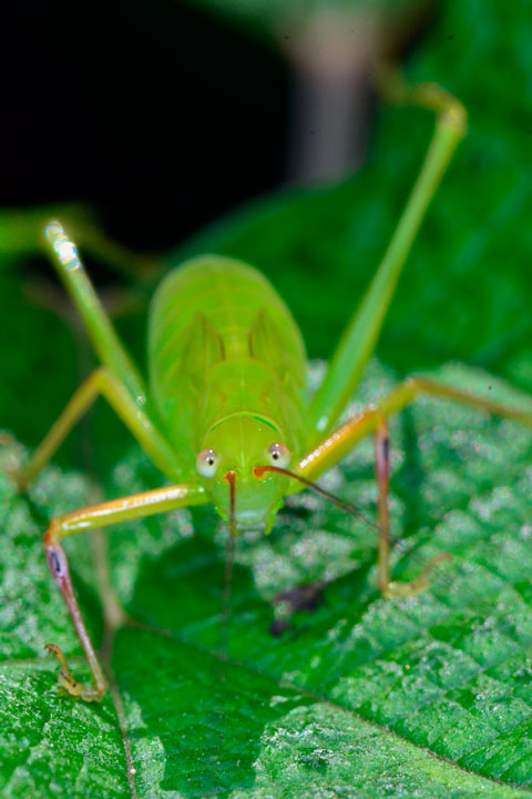 オキナワヘリグロツユムシ幼虫？