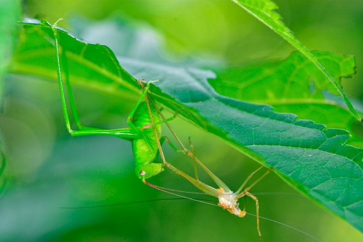 オキナワヘリグロツユムシ幼虫？