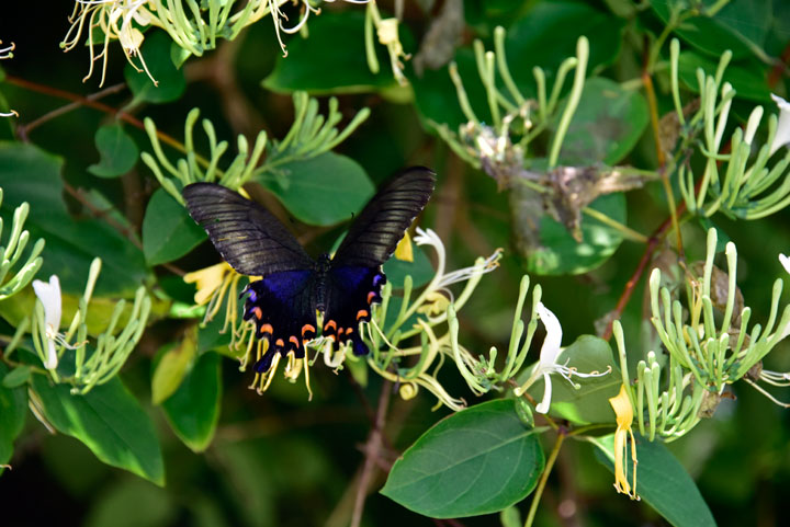 オキナワカラスアゲハ