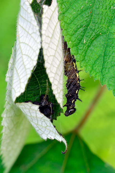 アカタテハ幼虫と巣