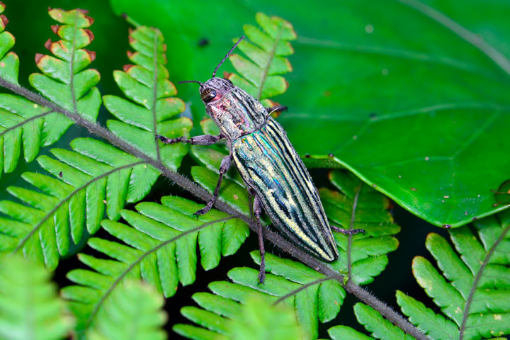 アオウバタマムシ