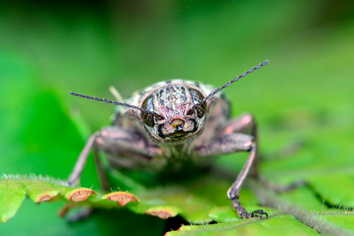 アオウバタマムシ