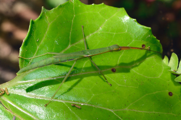 ニホントビナナフシ雌成虫