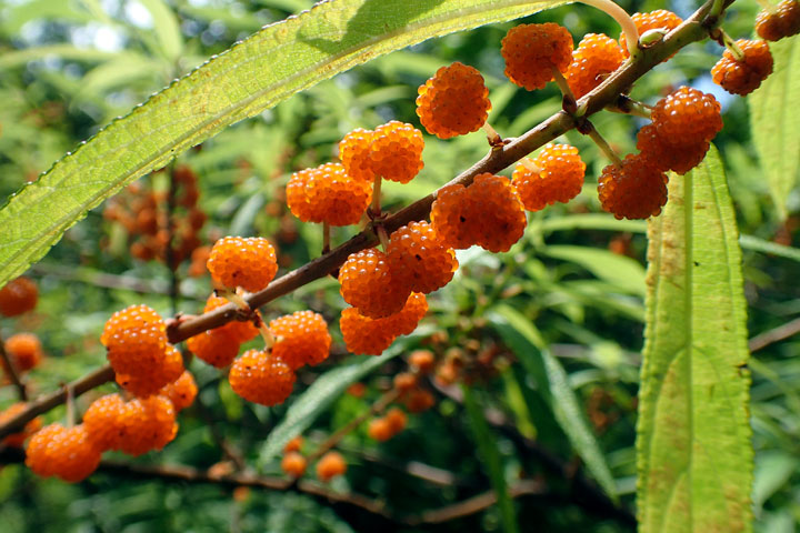 ヤナギイチゴ実