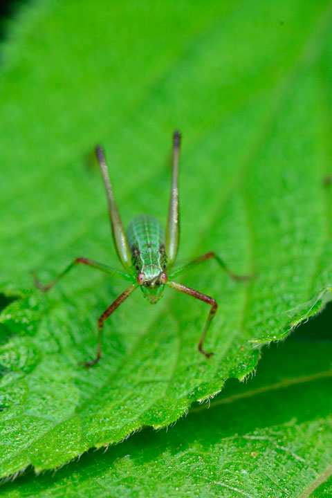 ツユムシ幼虫