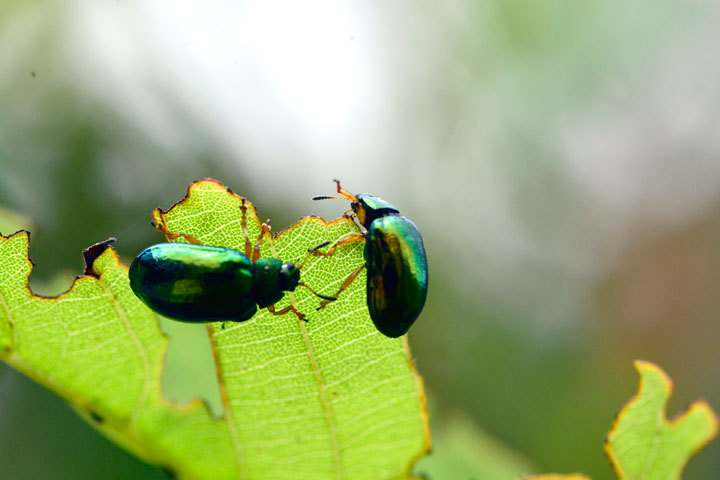 タイワンハムシ