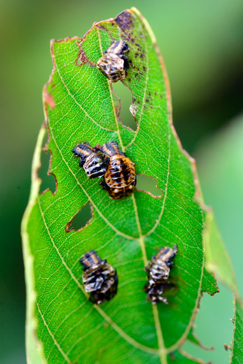 タイワンハムシ蛹