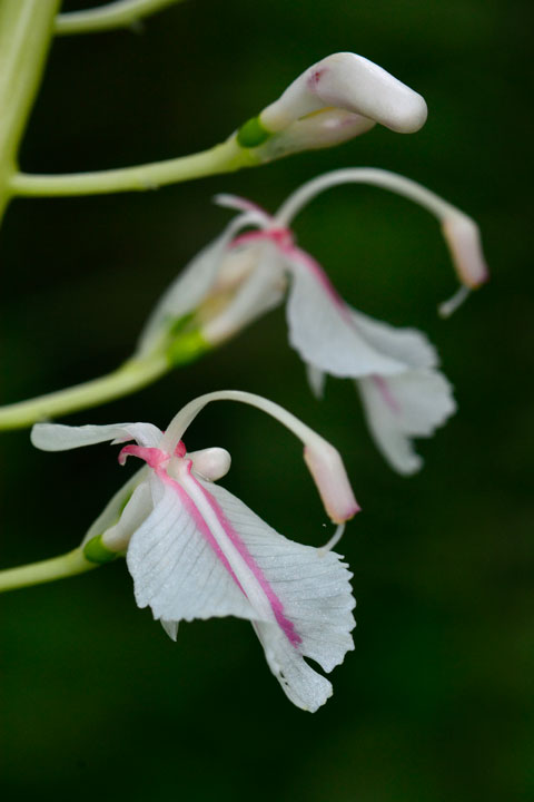 アオノクマタケラン
