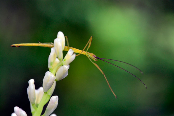 ニホントビナナフシ雄幼虫