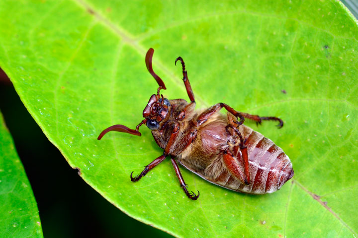 オキナワシロスジコガネ雄